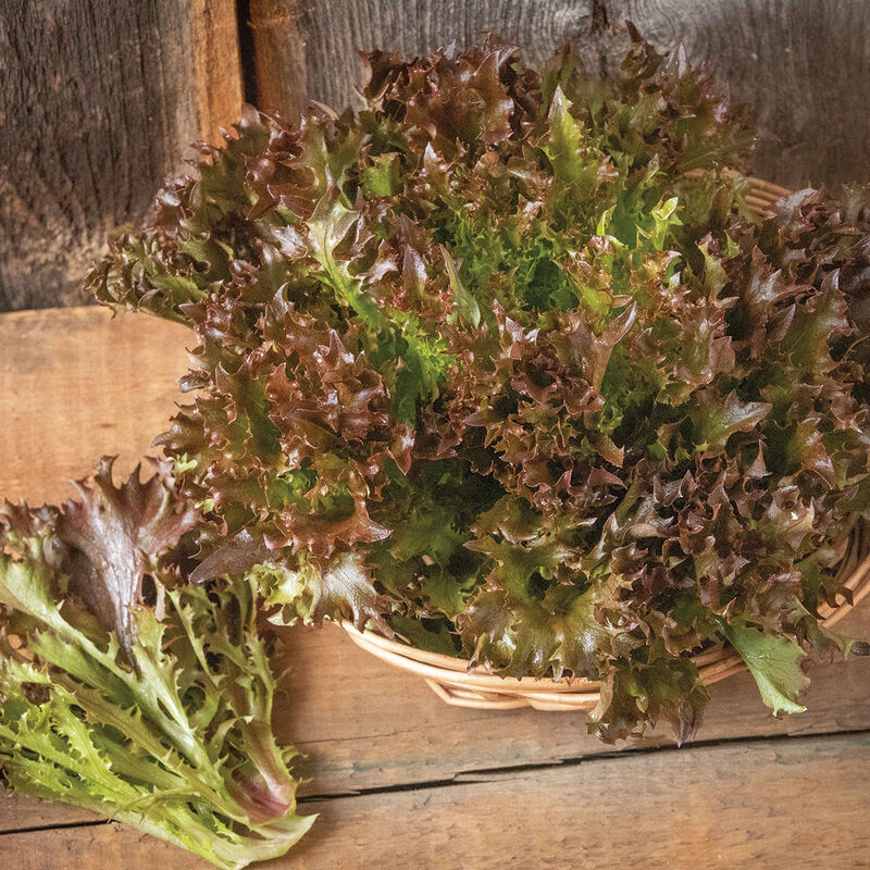 Rhone One-Cut Lettuce