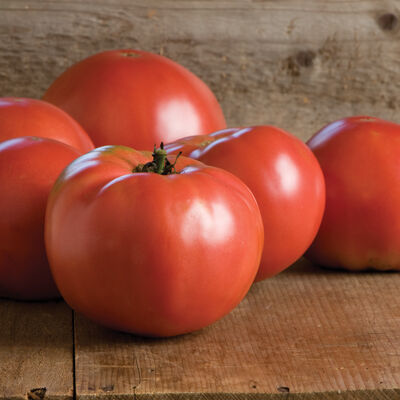 Martha Washington Beefsteak Tomatoes