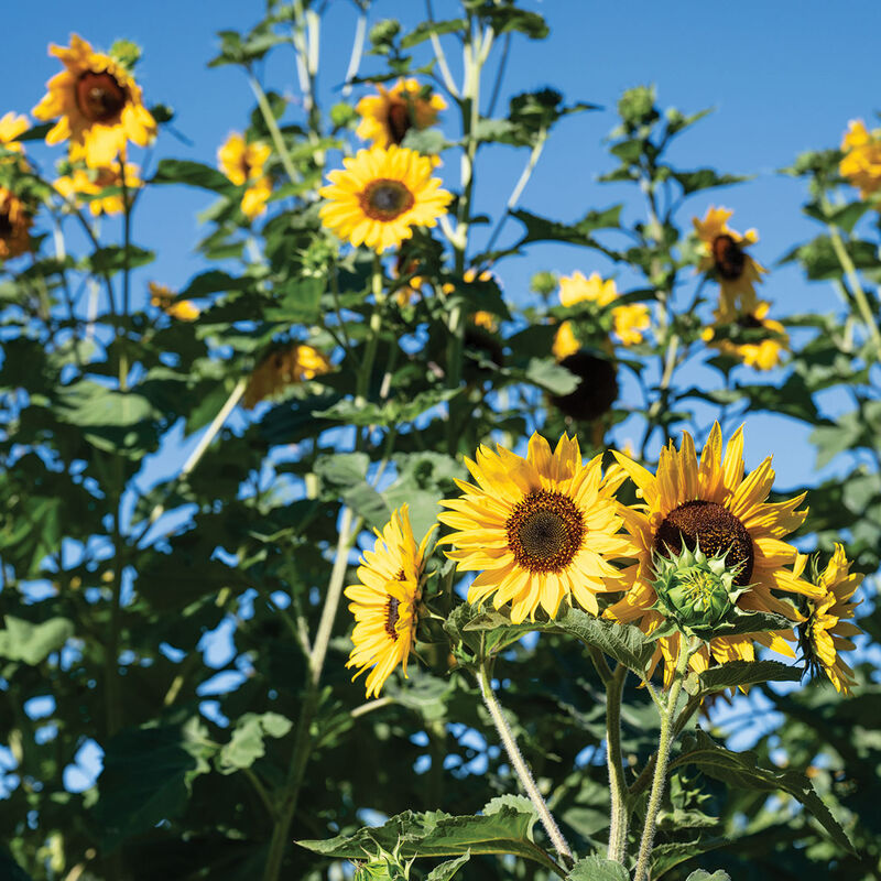 Henry Wilde Tall Sunflowers