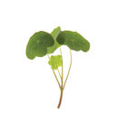 Nasturtium Shoots