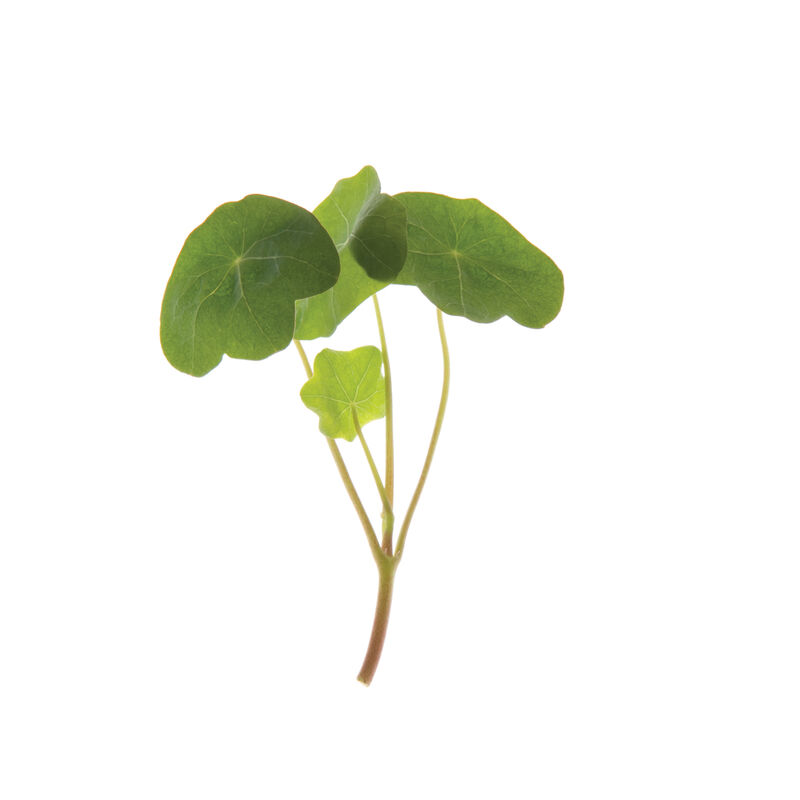 Nasturtium Shoots