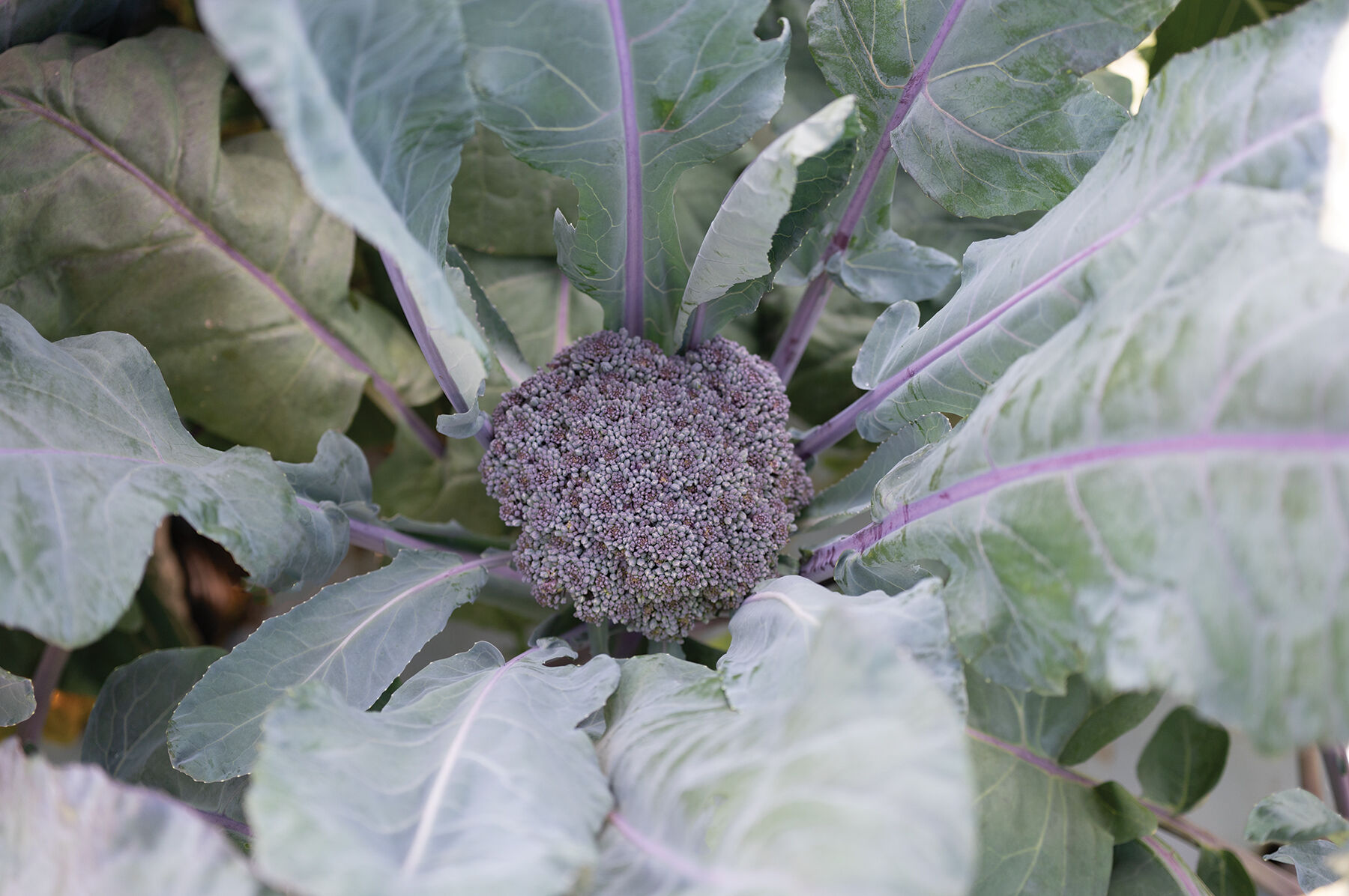 BROCCOLI - ピノピ 00246.jpg?v=1735518333&width=480