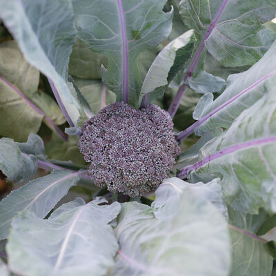 Purple Magic Standard Broccoli