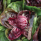 Speeder Radicchio