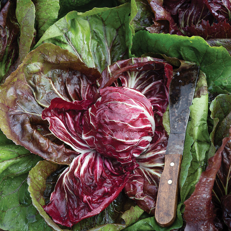Speeder Radicchio