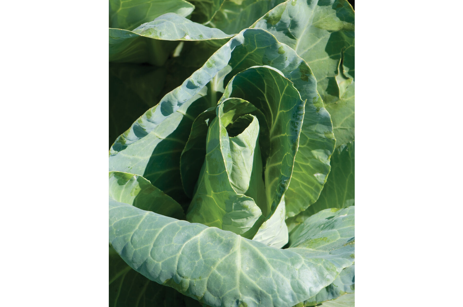 Johnny's Selected Seeds Caraflex Cabbage Seed - Thumbnail 5
