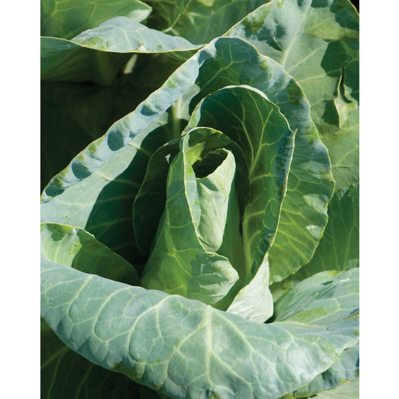Caraflex Fresh Market Cabbage