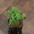 Cutting Celery Microgreen Herbs