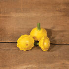 Lemon Sun Summer Squash