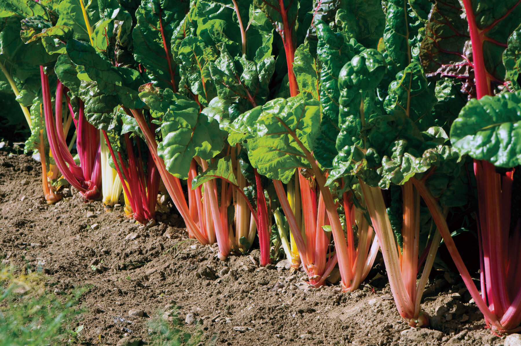 Bright Lights Swiss Chard