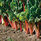 Bright Lights Bright Lights Swiss Chard
