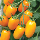 Nova Nova Grape Tomatoes