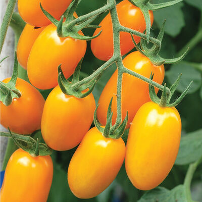Nova Nova Grape Tomatoes