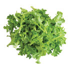 Tango Oakleaf Lettuce