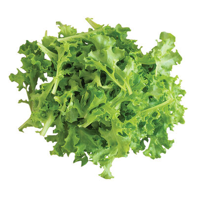 Tango Oakleaf Lettuce