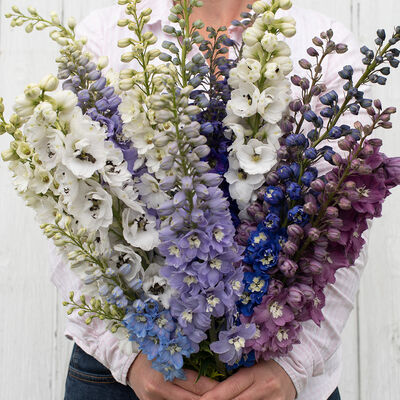 Magic Fountains Mix Delphinium