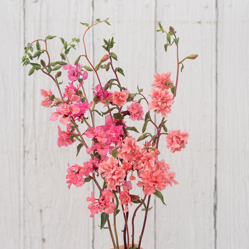 Elegant Salmon Clarkia