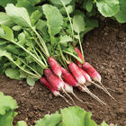 French Breakfast Long French Radishes