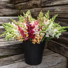 Costa II Mix Snapdragon