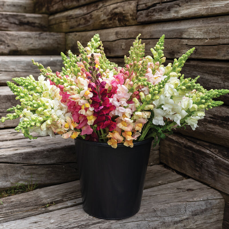 Costa II Mix Snapdragon
