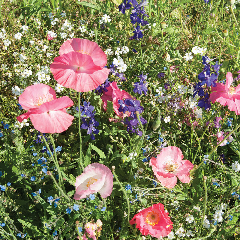 Shade Mix Flower Collections and Mixes