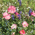 Shade Mix Flower Collections and Mixes