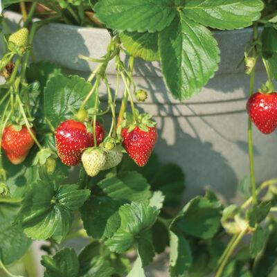 Seascape – Spring-Planted Strawberry Bare-Root Plants