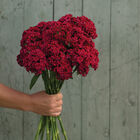 Barcelona Red Dianthus (Sweet William)