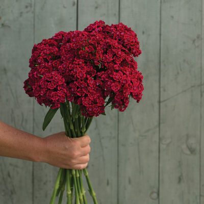 Barcelona Red Dianthus (Sweet William)