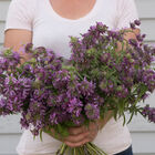 Lemon Mint Monarda (Bee Balm)