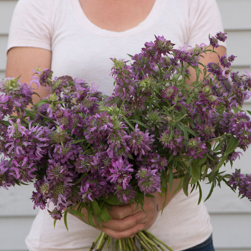 Lemon Mint Monarda (Bee Balm)