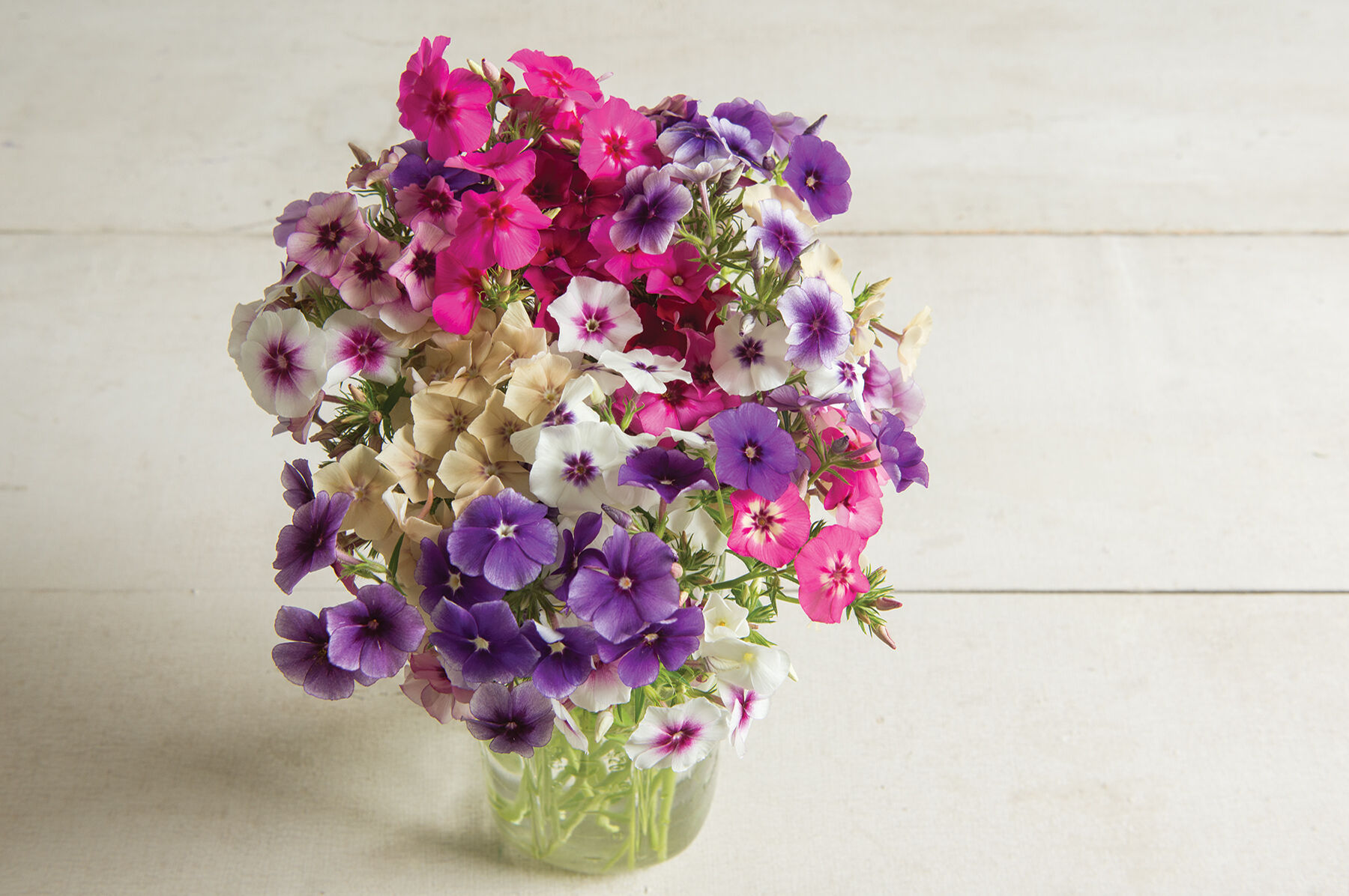 Art Shades Mix Phlox