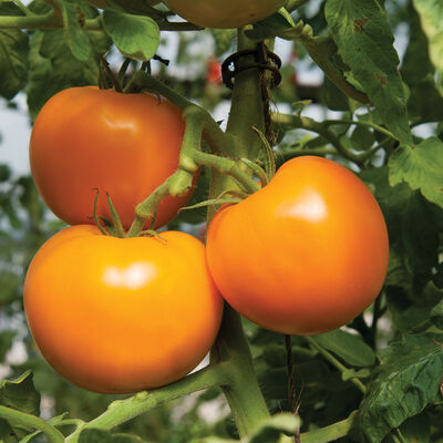 Beorange Slicing Tomatoes