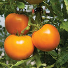 Beorange Slicing Tomatoes