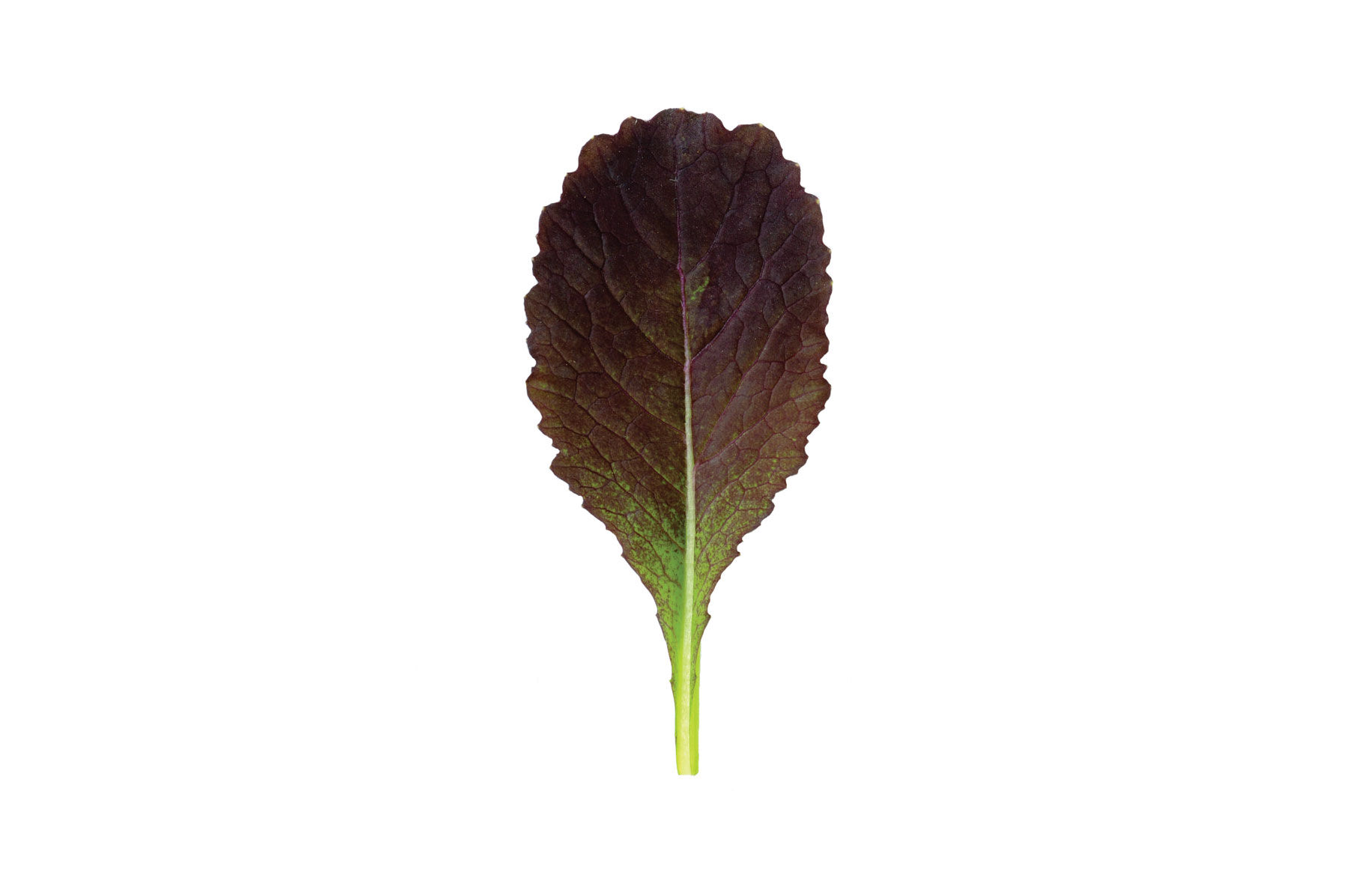Garnet Giant Mustard Greens