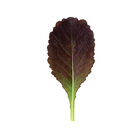 Garnet Giant Mustard Greens