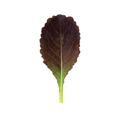 Garnet Giant Mustard Greens