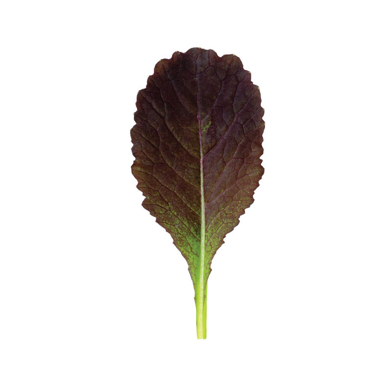 Garnet Giant Mustard Greens