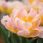 Password Tulips