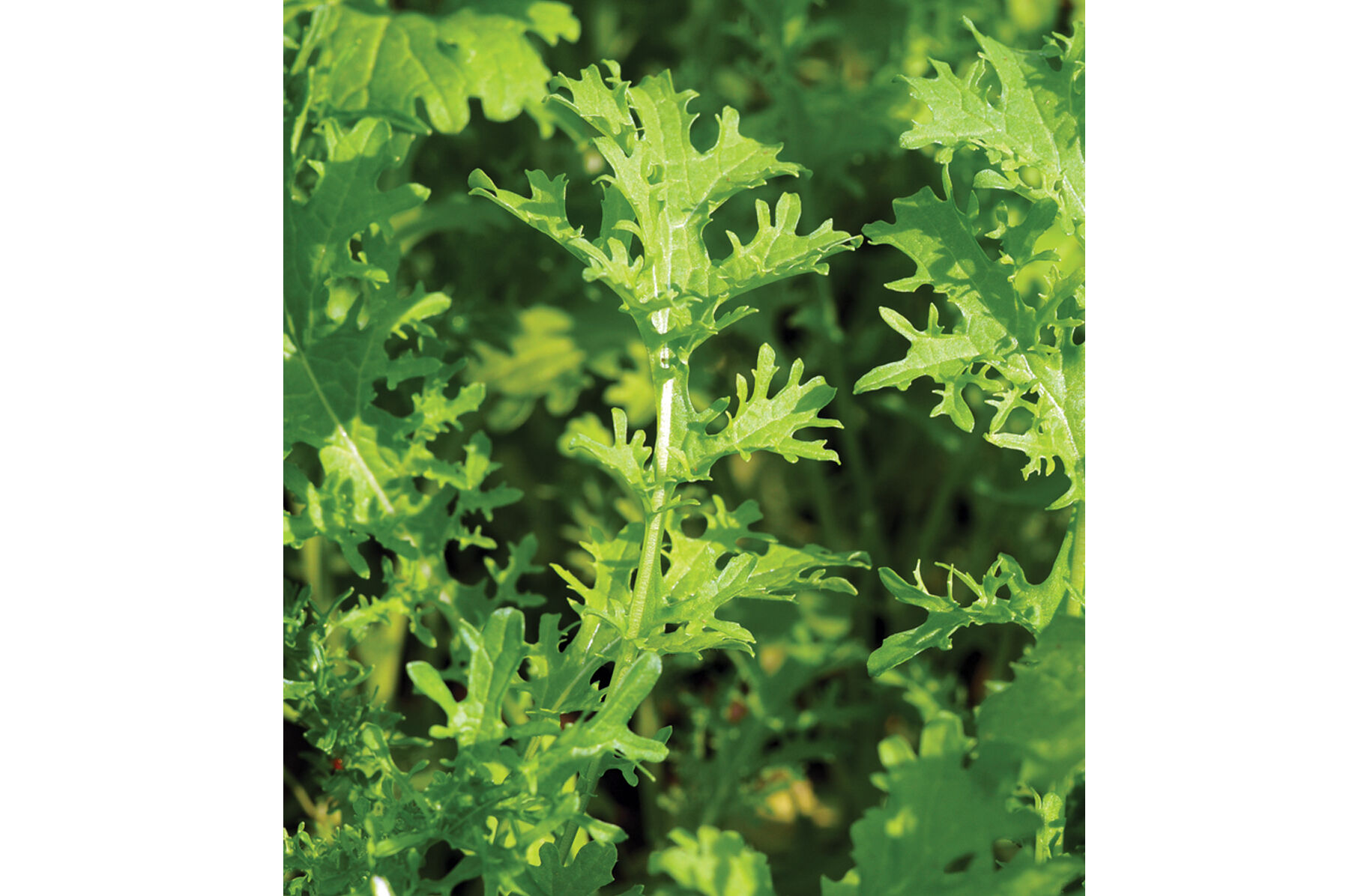 Golden Frills Mustard Greens