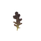 Red Tip Oakleaf Lettuce