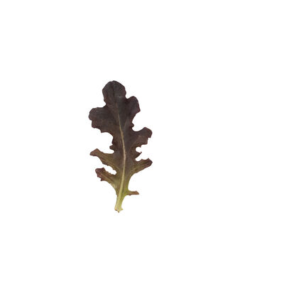 Red Tip Oakleaf Lettuce