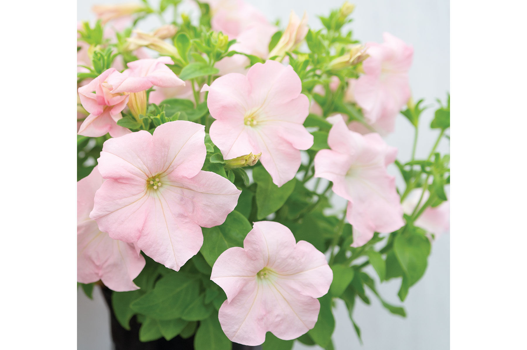 Petunia Seeds | Johnny's Selected Seeds