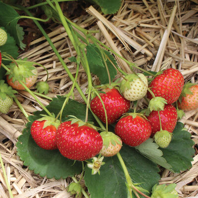 Flavorfest Strawberry Bare-Root Plants