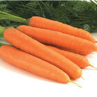 Negovia Main Crop Carrots