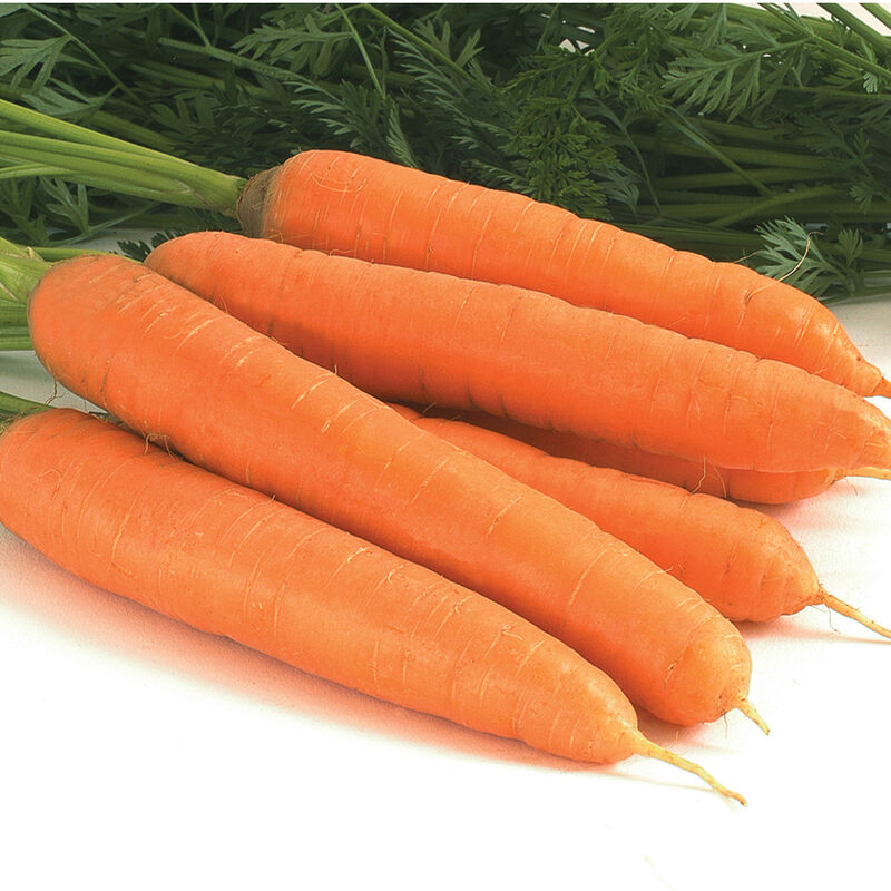Negovia Main Crop Carrots