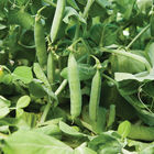 Maxigolt Shelling Peas