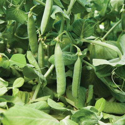 Maxigolt Shelling Peas