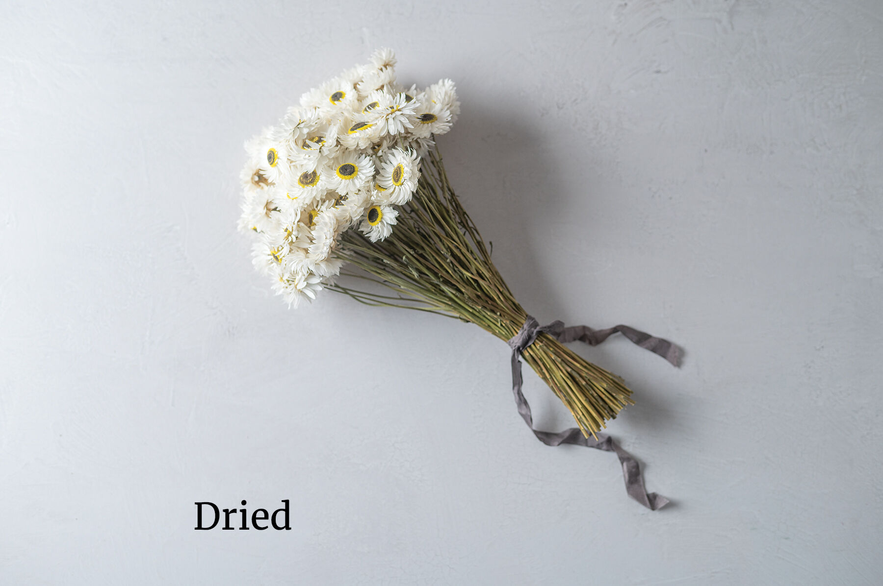 Pierrot White - Helipterum Seed | Johnny's Selected Seeds
