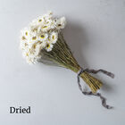 Pierrot White Helipterum (Paper Daisy)